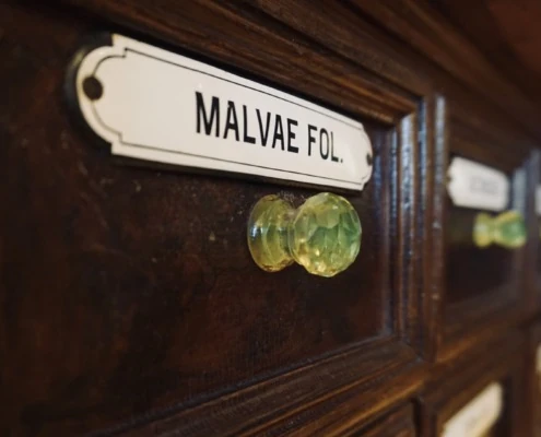 Alte Kräuterlade mit Messingknöpfen und dem Etikett „Malvae fol.“